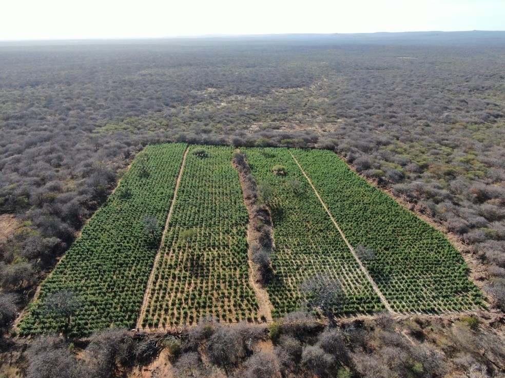 PM encontra plantação de 3,5 hectares de maconha na zona rural de Dom Inocêncio, no Piauí — Foto: Polícia Militar