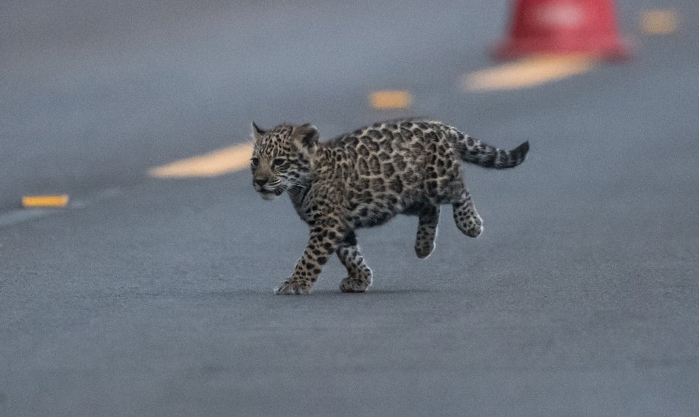 Foi a primeira vez que os pesquisadores observaram mais de um filhote (Foto: Carmel Croukamp Davies)