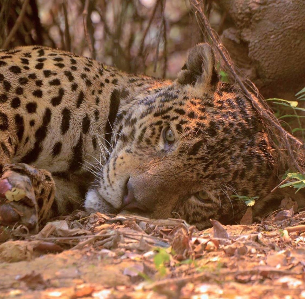 85% de parque no Pantanal de MT que abriga maior refúgio de onças-pintadas no mundo foi destruído por incêndios