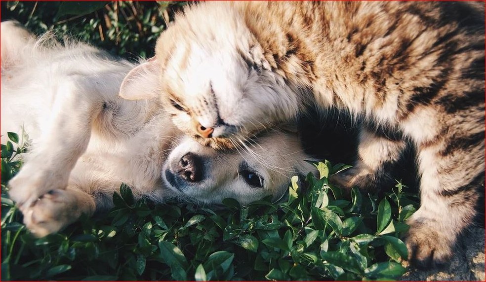 Cachorro e gato se acariciam — Foto: Pixabay/Reprodução