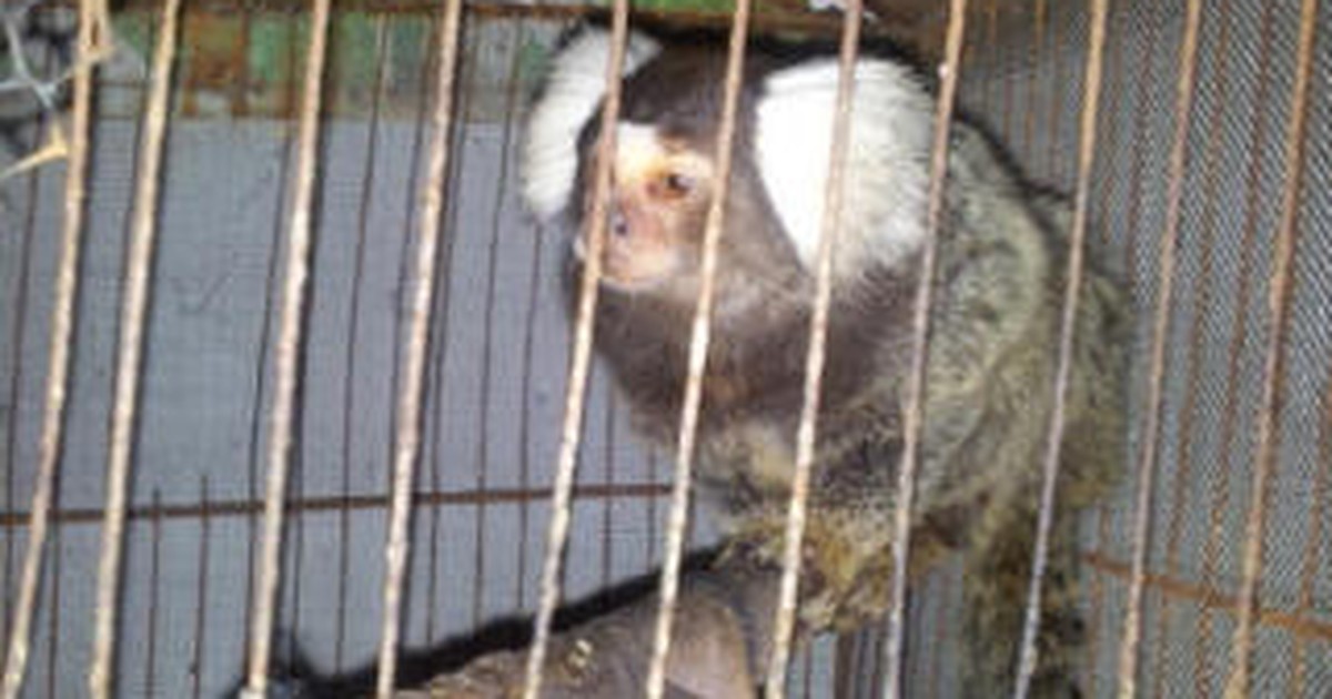 Sagui vendido ilegalmente é resgatado em Santos 