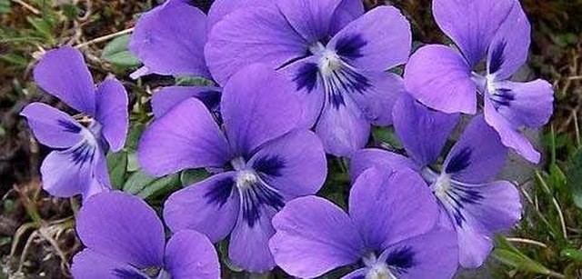 Violeta - Saintpaulia ionantha (Foto: Wikimedia Commons / Creative Commons)
