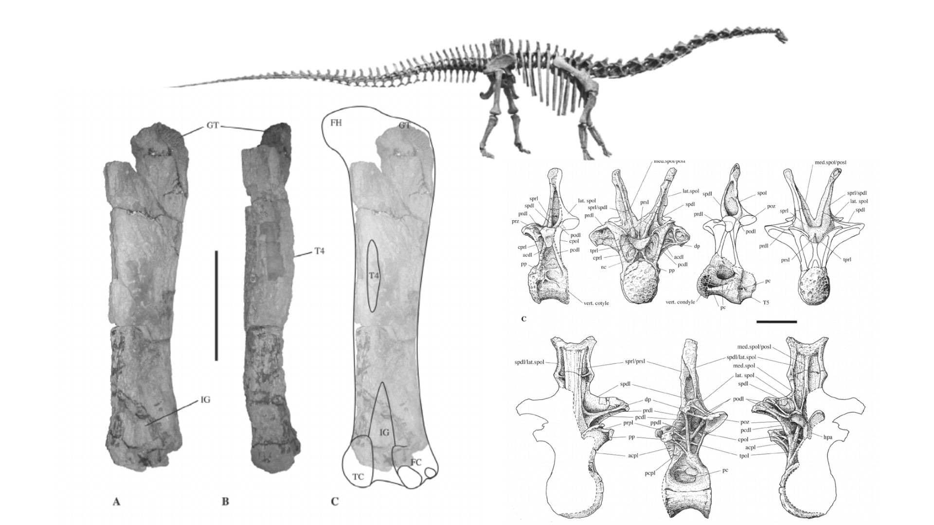 Seismosaurus hallorum viveu no Jurássico há cerca de 150 milhões de anos (Foto: Matthew C Herne)