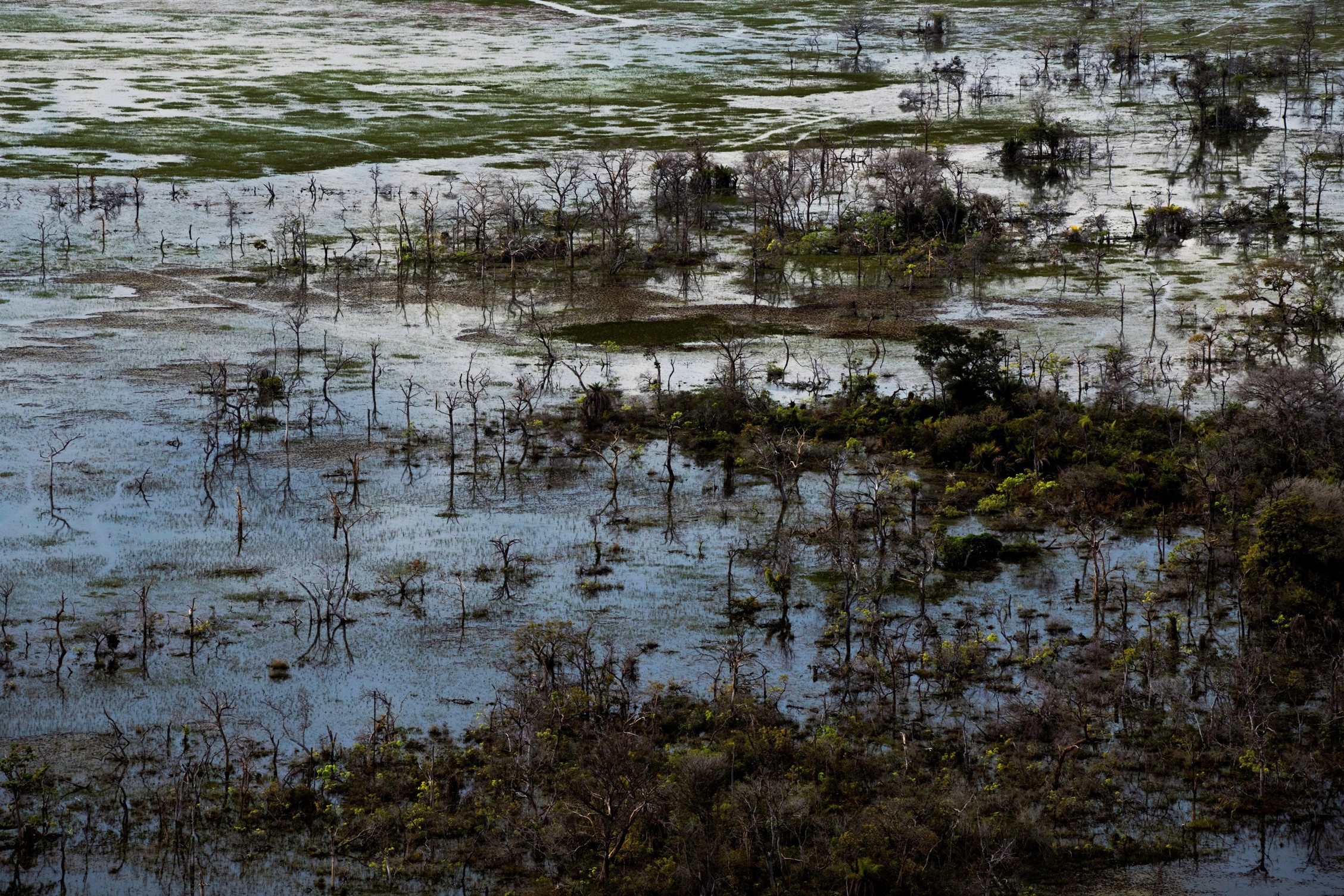 Paiaguás, vegetação morta pela inundação (Foto: João Farkas)