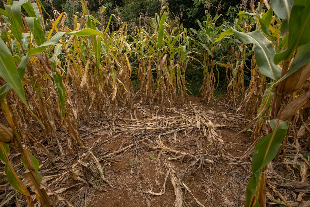 Lavoura de milho é alvo de ataques de javalis em Capão Alto/SC — Foto: Celso Tavares/G1