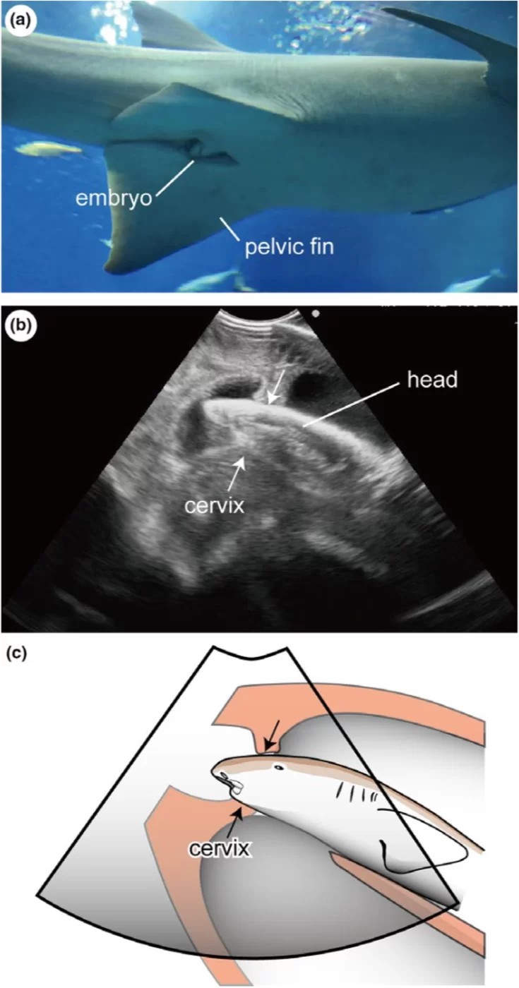 Desenho mostra como filhote de tubarão observa o mundo exterior de dentro do útero (Foto: Ethology)