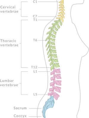 Curvas e partes da coluna vertebral (Foto: iStock Photo)