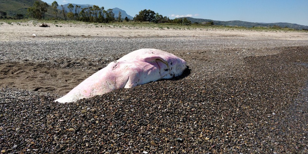 Baleia cachalote encontrada morte na SÃ­cÃ­lia, regiÃ£o da ItÃ¡lia, tinha plÃ¡stico no estÃ´mago. â€” Foto: ReproduÃ§Ã£o/Facebook/Greenpeace