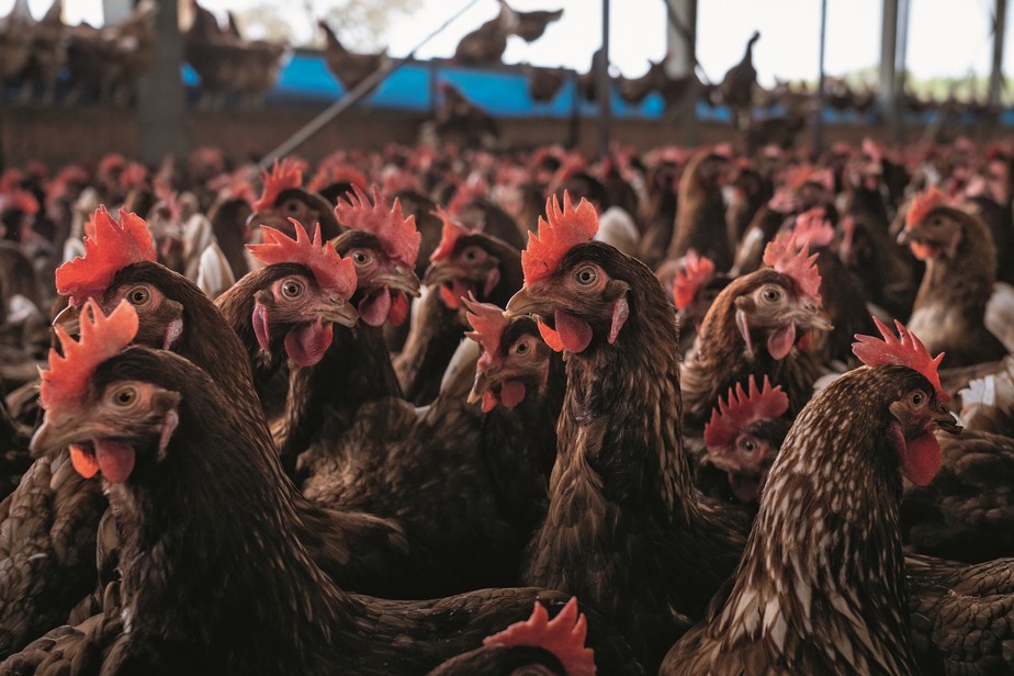 Com avanço da gripe aviária na América do Sul e em outras partes do mundo, preocupação da indústria brasileira e das autoridades aumenta