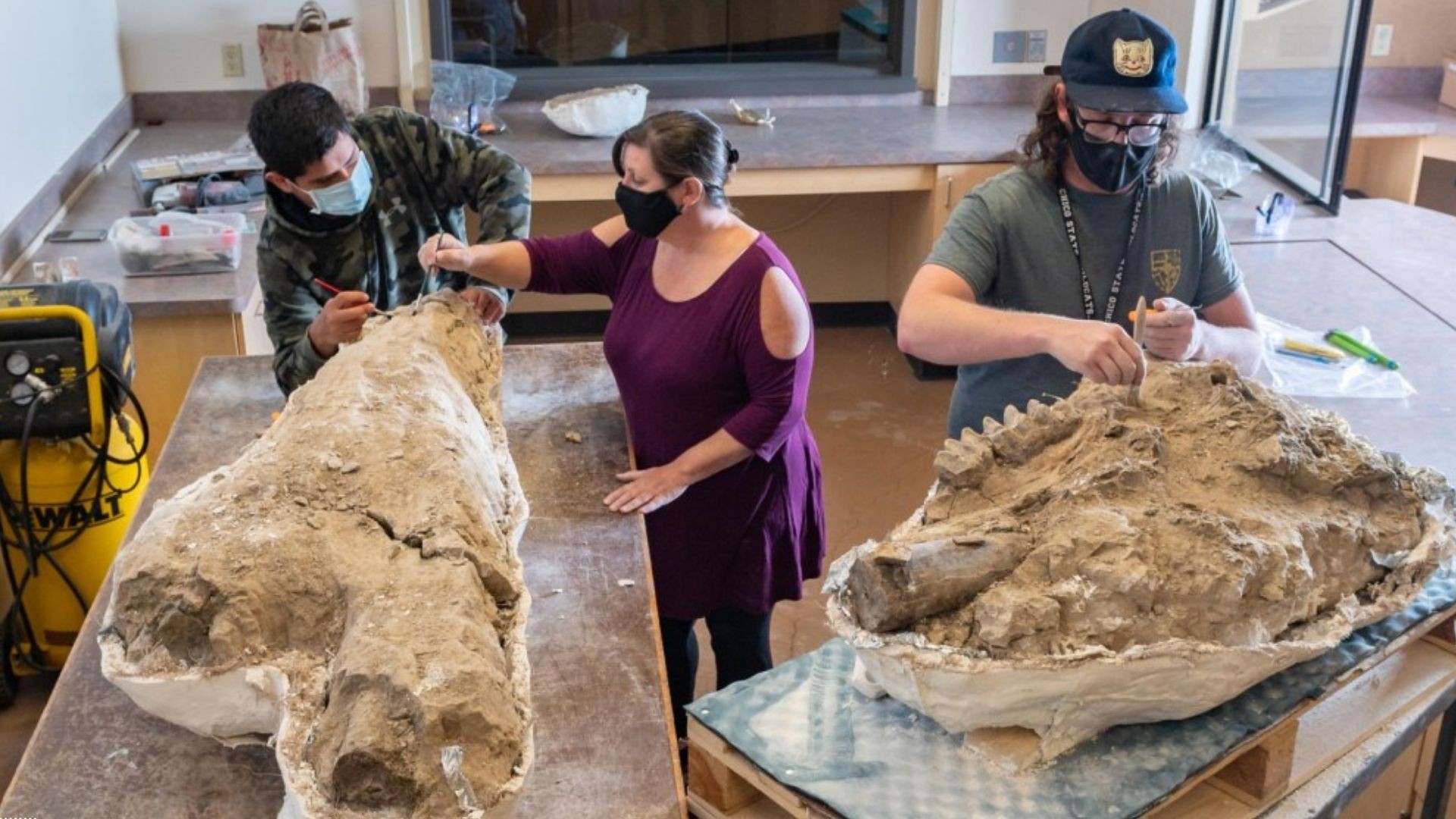 Equipe analisa fósseis encontrados próximos a cordilheira de Serra Nevada, no estado norte-americano da Califórnia (Foto: Universidade Estadual da Califórnia)