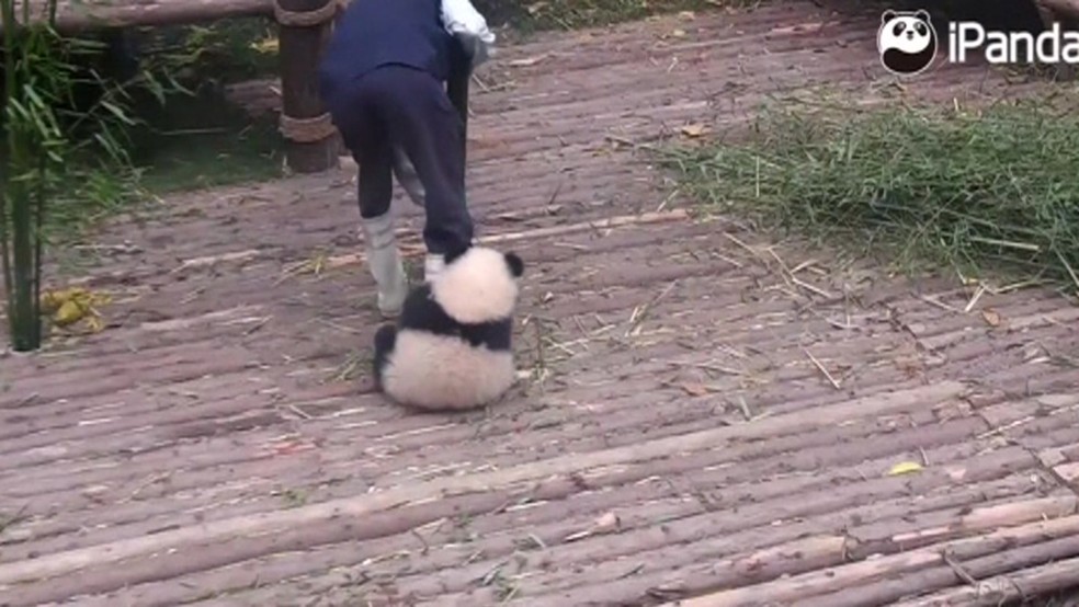 Filhote De Panda Carente Vira Sensacao Na Internet Por Apego A Cuidador Natureza G1