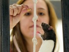 Ratos encaram obstáculos em competição curiosa nos EUA