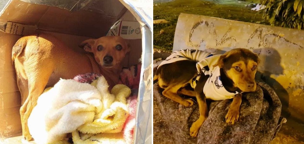 Projeto 'Cachorro Quente' pede doações para proteger animais de rua do frio em Borborema — Foto: Duvulgação