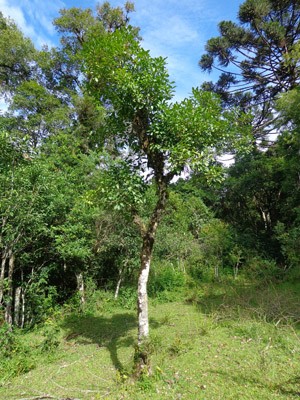 Árvore é símbolo do Rio GRande do Sul (Foto: Maria Maurente/ RBS TV)