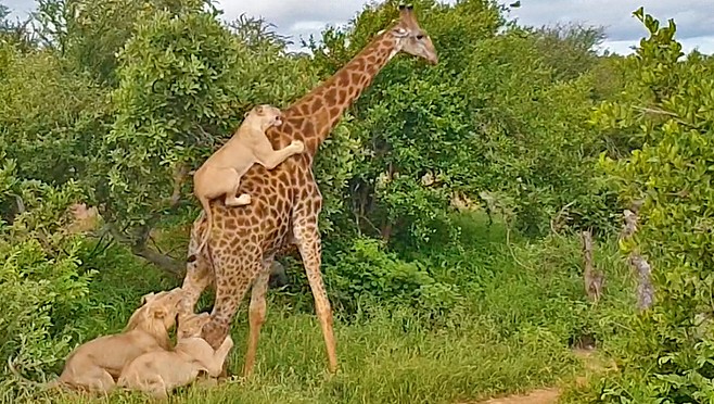 Girafa foi atacada por leões em safári na África do Sul (Foto: Reprodução/Youtube)