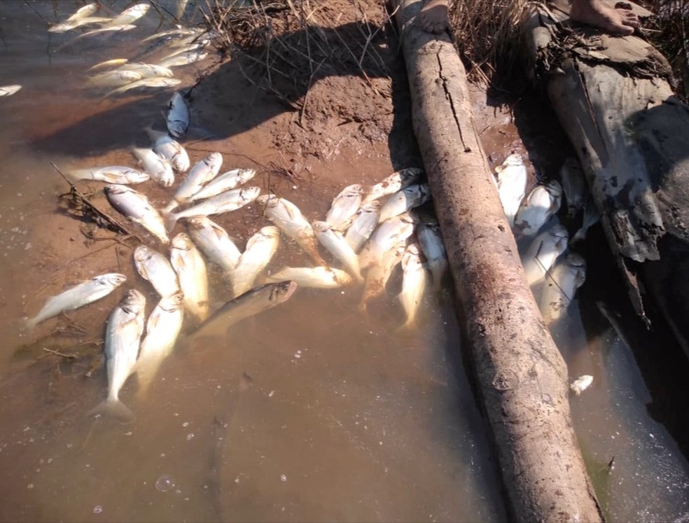 Peixes de várias espécies foram encontrados mortos — Foto: TVCA/Reprodução