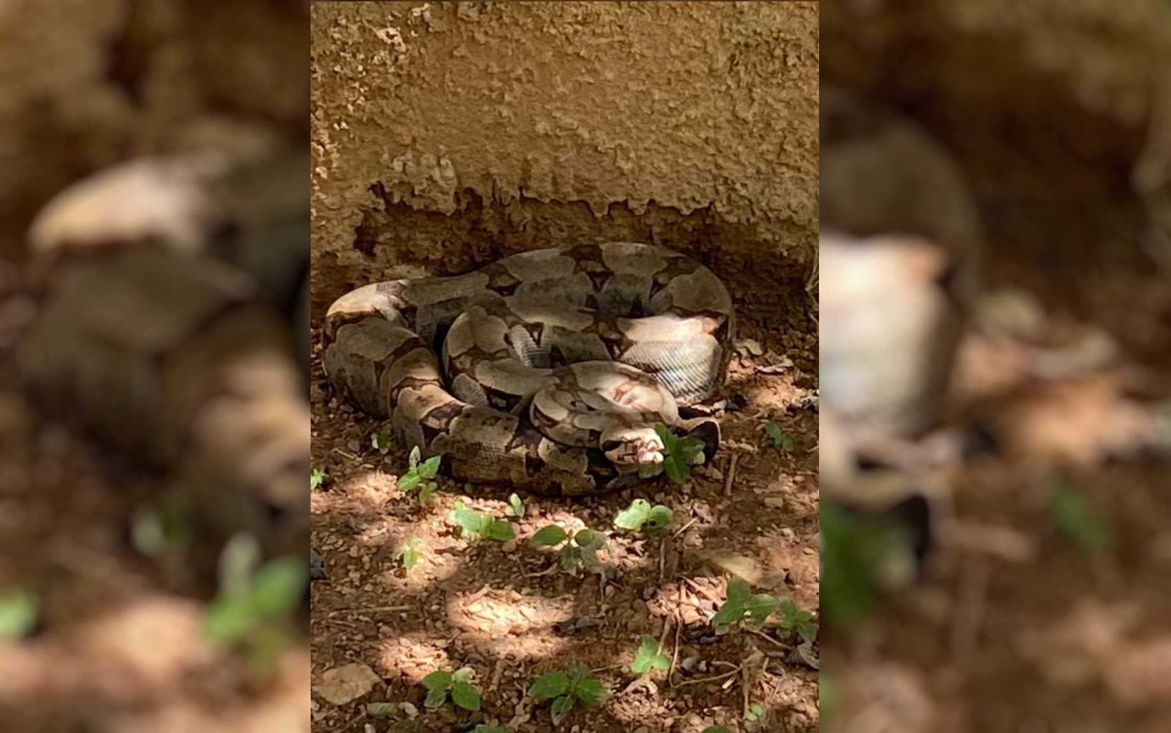 Jiboia é encontrada em quintal de casa após cachorro começar a latir; vídeo mostra resgate