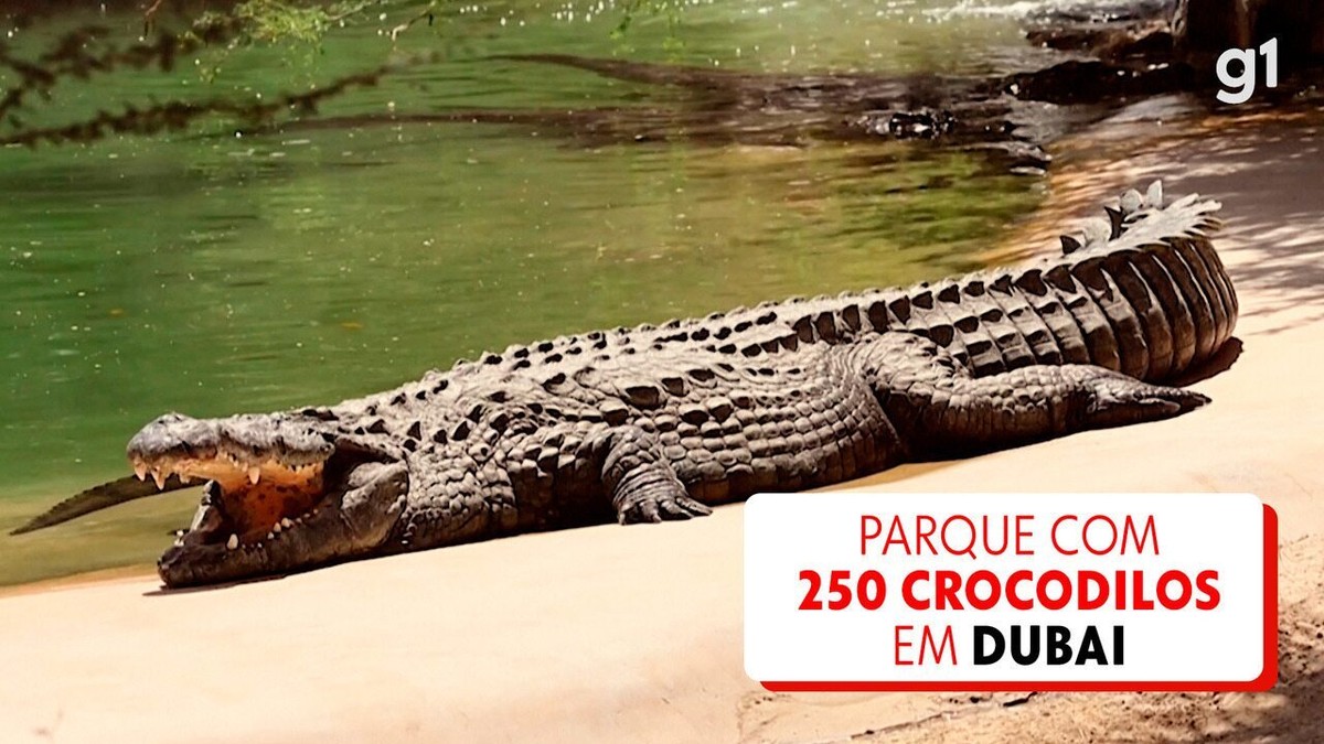 Video: Inauguración del Crocodile Park en Dubai |  Viaje y Turismo