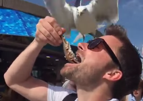 Gaivota rouba comida da boca de turista (Foto: Reprodução/YouTube)