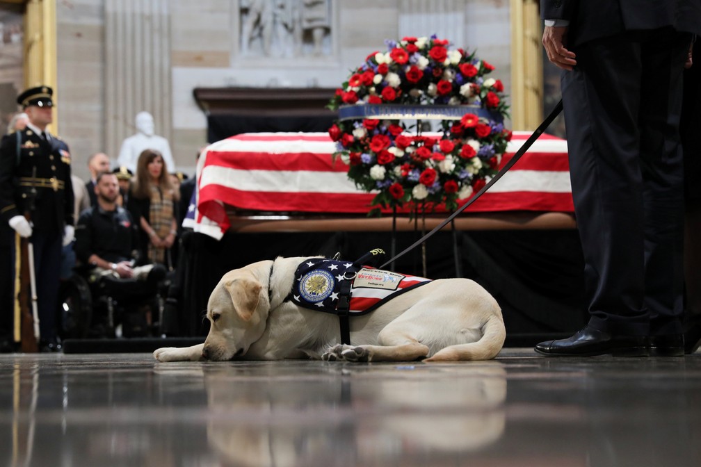 Cão Sully, do ex-presidente Bush pai, participa de velório nesta terça-feira (4) no Capitólio — Foto: Jonathan Ernst/Reuters