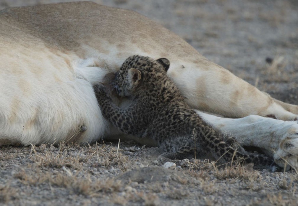 'Bebê' leopardo se amamenta com a ajuda de leoa (Foto: Joop van der Linde/Ndutu Safari Lodge via AP)