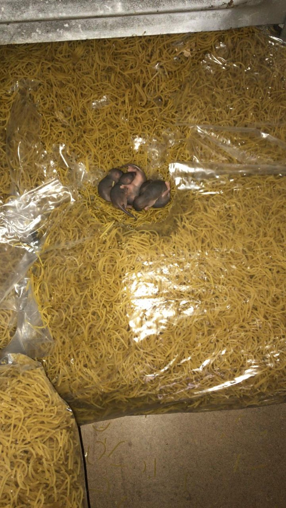 Filhotes de ratos foram encontrados em cima de pacotes de macarrão em galpão — Foto: Reprodução/Arquivo Pessoal
