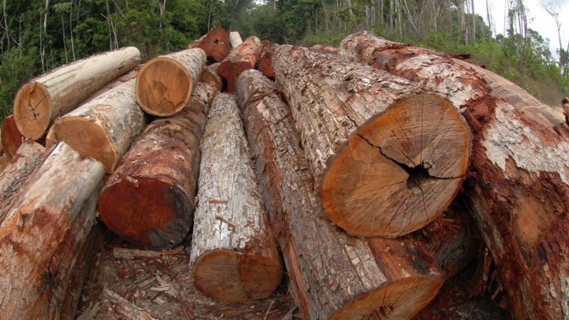 desmatamento, amazônia, madeira (Foto: MINISTÉRIO DO MEIO AMBIENTE)