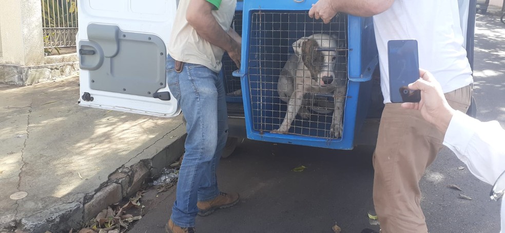 Polícia Civil recolhe animais vítimas de maus-tratos em São Carlos — Foto: Joice Starke/CBN São Carlos