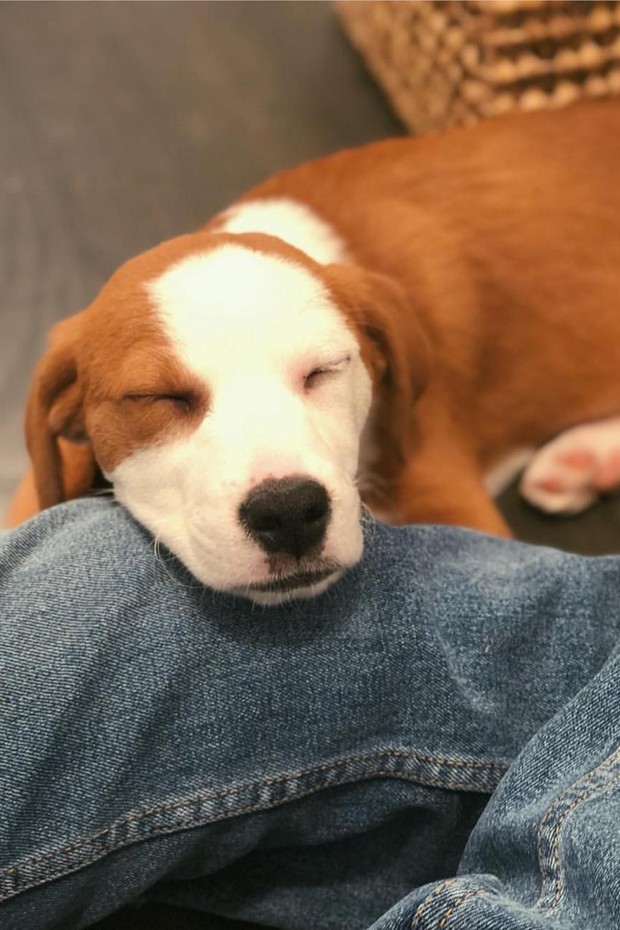 Bruna Marquezine conta como adotou sua cachorrinha em Nova York (Foto: Reprodução/ Instagram )
