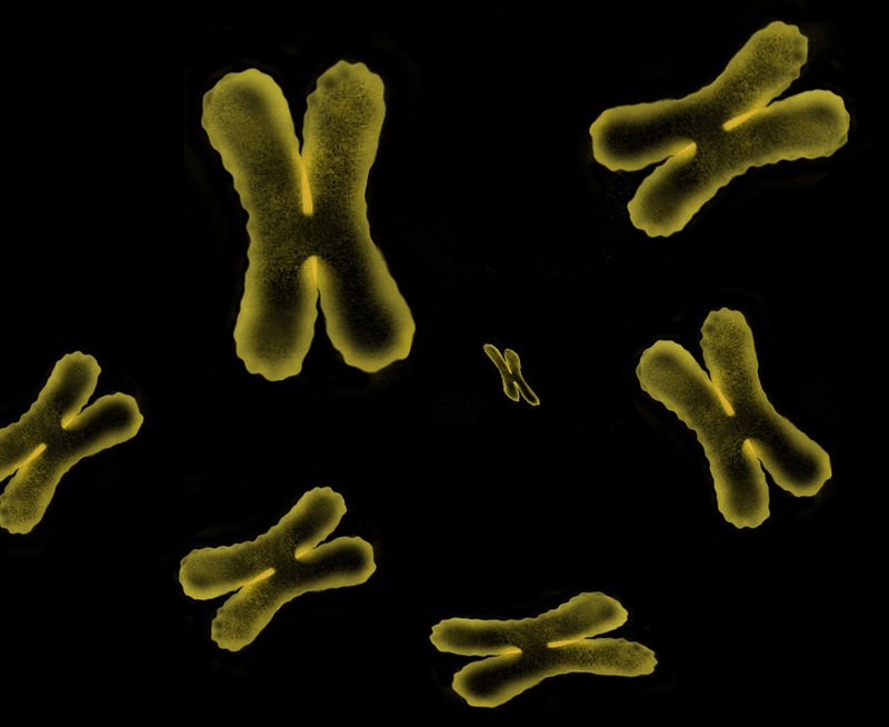 1 a cada 500 homens têm cromossomo X ou Y extra, conforme estudo feito no Reino Unido  (Foto:  Zappys Technology Solutions/Flickr )