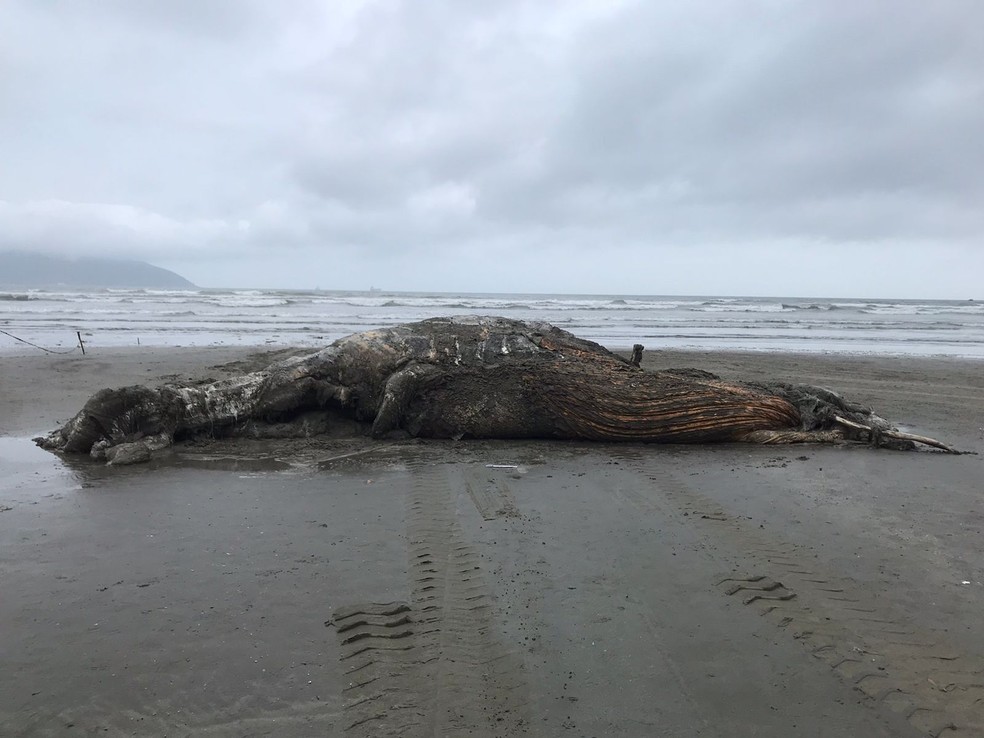 Baleia de 9 metros é encontrada em estado avançado de decomposição em São Vicente, SP — Foto: Instituto Gremar/Reprodução