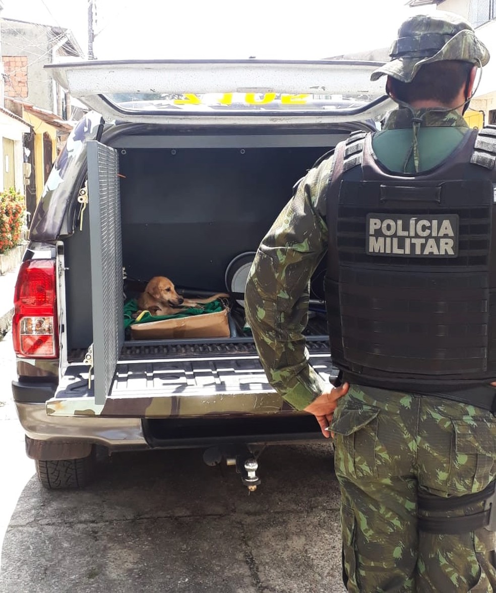 Cachorros em situação de maus tratos são resgatadas pela Polícia em Belém. — Foto: Reprodução / PMPA