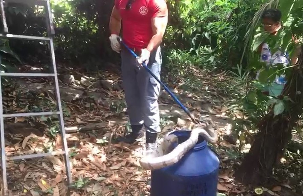 Jiboia foi resgatada e solta em área de preservação permanente em Marília — Foto: Arquivo pessoal/Celso Juliani