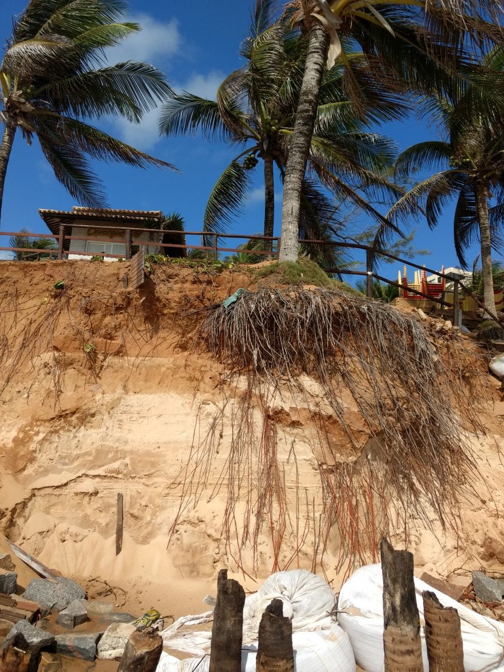 Coqueiro está ameaçado a cair, segundo comerciantes da praia de Ponta Negra  (Foto: Margareth Rodrigues)