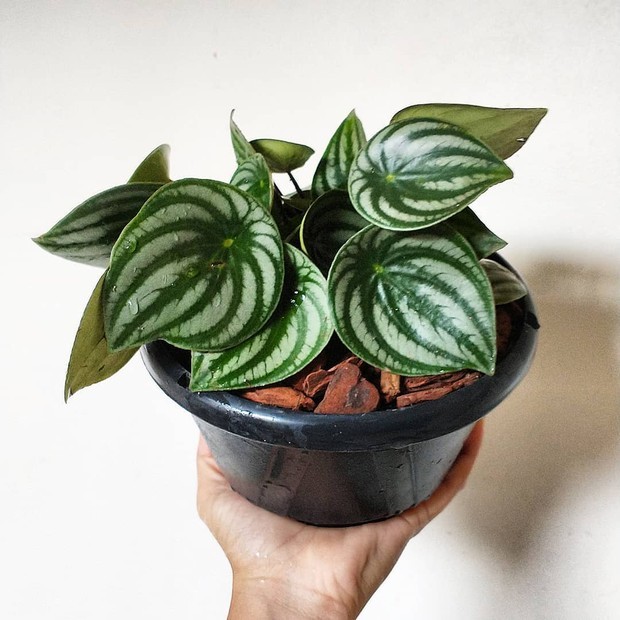 5 plantas que vão bem em qualquer ambiente da casa (Foto: Reprodução/ Instagram/ @jardimdoscactos_)
