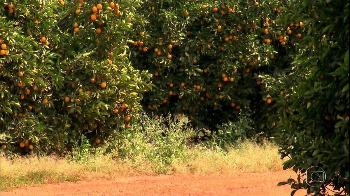 Recentemente Os Produtores De Laranja Do Brasil