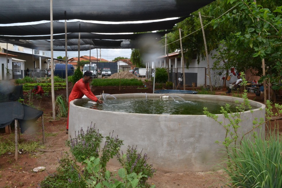 Criação de tilápias começou em janeiro de 2020 — Foto: Sejusp / Divulgação