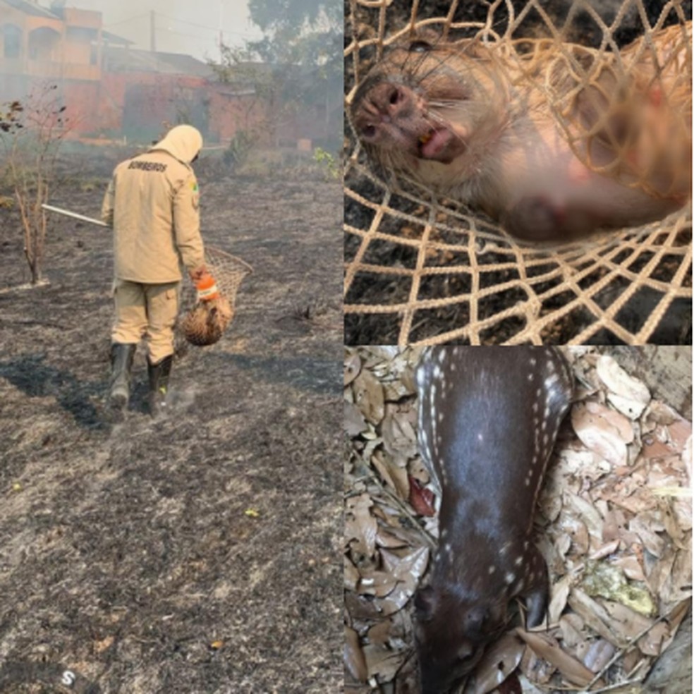 Paca é resgatada durante incêndio com as patas queimadas — Foto: Corpo de Bombeiros/Divulgação