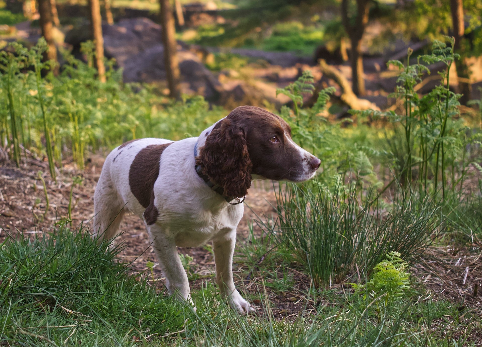 Although similar, springer spaniel and cocker spaniel are different breeds (Photo: Dan/ Unsplash/ CreativeCommons)
