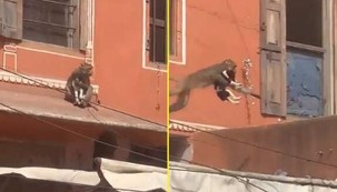 Macaco 'sequestra' cachorro e foge pelos telhados de mercado