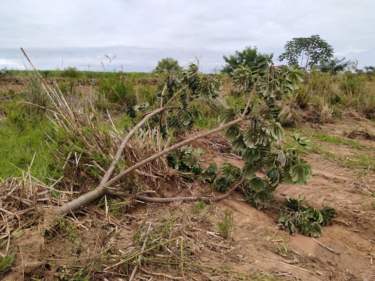 Polícia Ambiental constata derrubada de 144 árvores nativas em propriedades rurais e aplica mais de R$ 40 mil em multas thumbnail