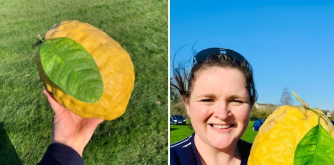 Mulher acha limão gigante de 1,8 kg: ‘Maior que a cabeça do meu filho’ (Foto: Reprodução/ Facebook)