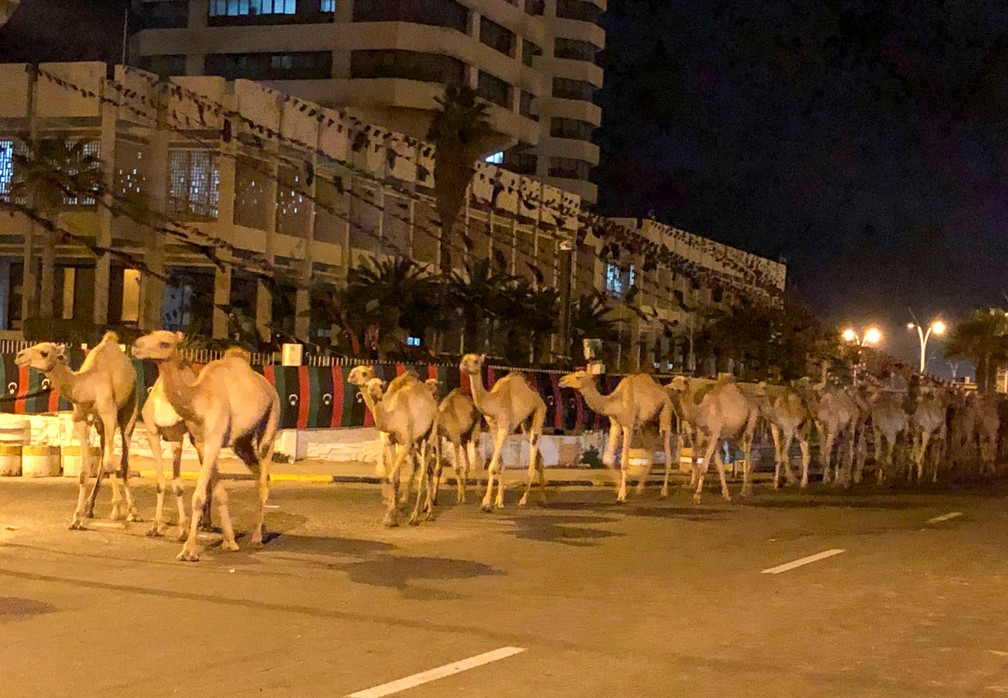 Camelos atravessam Tripoli, em 19 de fevereiro de 2020 — Foto: Ahmed Elumami/Reuters