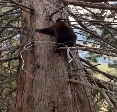 Ursos fazem festa em parque após proibição de humanos (Foto: Reprodução Instagram)