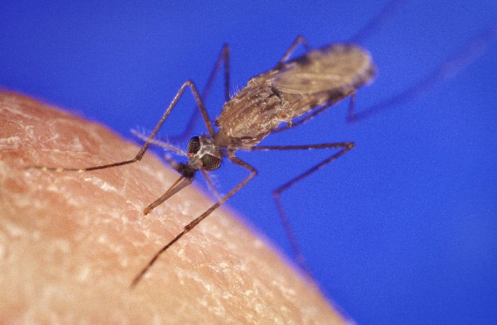 Mosquito anófeles – Anopheles (Foto: Domínio Público/ WikimediaCommon)