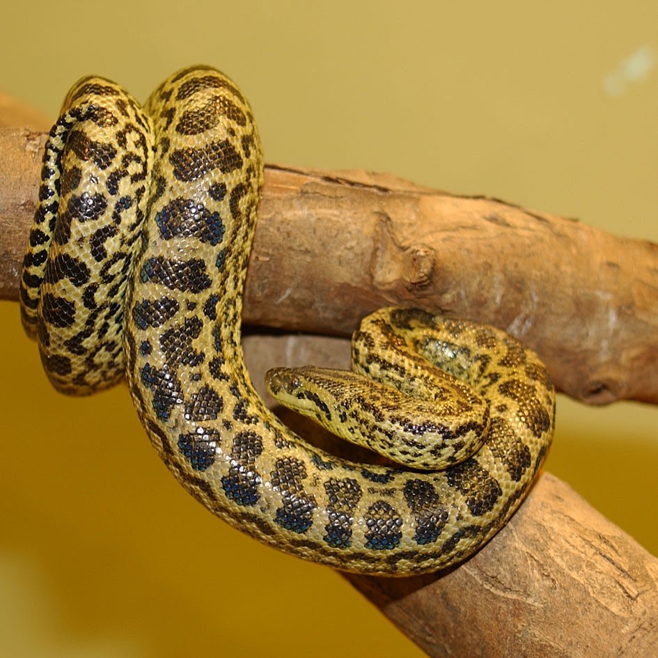 A sucuri é a famosa anaconda, que mata as suas presas por constrição (Foto: Patrick Jean/ Wikimedia Commons)