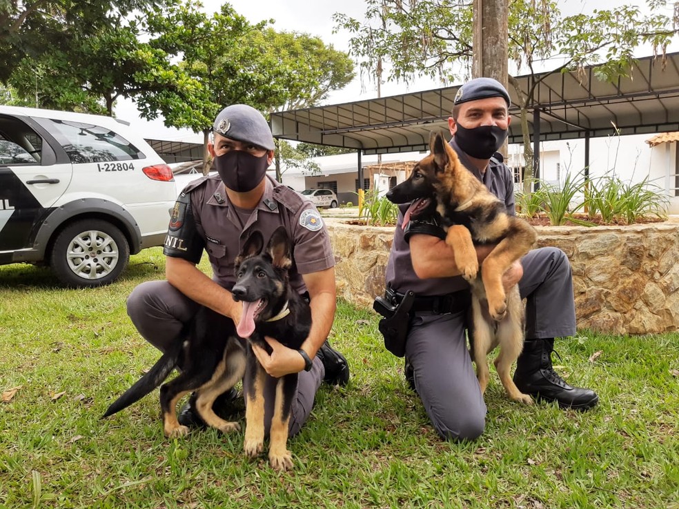 Filhotes do Canil da PM de Tatuí recebem treinamento lúdico — Foto: Mike Adas/TV TEM