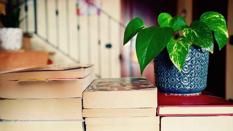 planta-vaso-livro-sala-verde (Foto: Max Pixel/Creative Commons)
