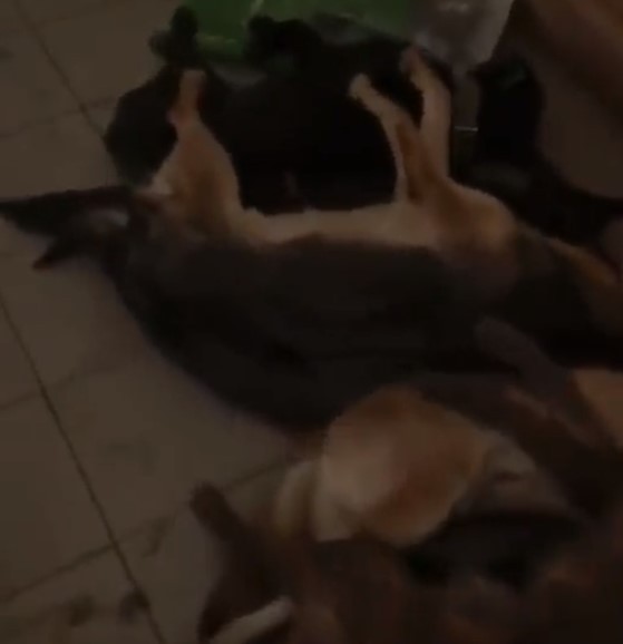 Cães são encontrados mortos em abrigo após semanas sem comida e água na Ucrânia (Foto: reprodução/twitter)