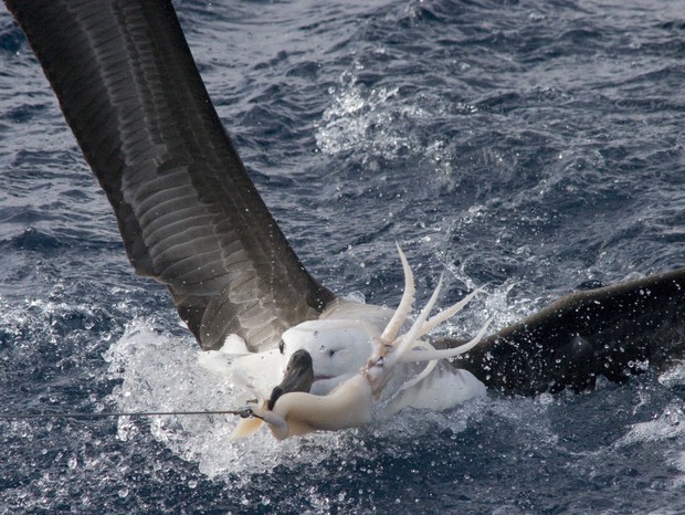A captura não intencional de albatrozes em anzóis de pesca é a principal vilã dessas aves mundo afora (Foto: Fabiano Peppes/Projeto Albatroz)